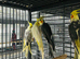 Baby Cockatiel parrot