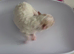 Toy poodles for sale