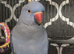 Jewel the Indian ringneck