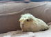 Two Male Coronet Guinea Pigs