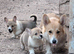 Pembroke Corgis