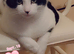 Bonded cats female and male father and daughter