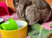 Mini lop female