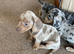 Gorgeous dachshund puppies deposit secures