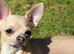 Lovely girl chihuahua