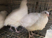 Jumbo quail MALES