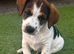 Traditional short-legged Jack Russell puppies.