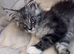 Gorgeous GCCF registered Shaded Line Maine Coon Kittens