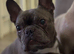 8 year old French Bulldog for re-home