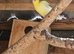 Spanish timbrado cock birds