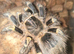 Grammostola pulchripes Tarantula - Chaco Golden Knee
