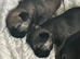Border Terrier Pups