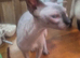 Sphynx girl