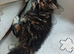 Maine coon x extra fluffy (only 1 left!)