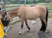 Little dun filly