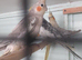 Adult Breeding Cinnamon Hen and Young adults