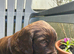 Cocker Spaniel full pedigree puppies for sale