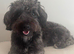 2 year old male yorkiepoo