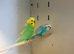 2 Cock Budgies