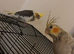 2 beautiful hand reared baby cockatiels