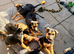 Stunning Rottweiler × German Shepherd Puppies