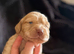 Cocker spaniel puppies