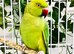 Stunning young Indian ringnick parrot