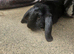 Small bunny rabbit, looking for a home