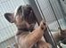 French bulldog pups (kc reg )