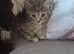 Maine coon x kitten