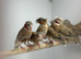 Cut throat finch