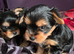 Stunning male Yorkshire Terrier available.