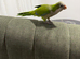 beautiful female Quaker For sale friendly