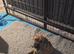 Presa canrio X american Staffordshire Terrier