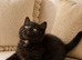 British shorthair kittens ready now