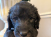 Bedlington whippets