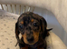 Miniature dachshund ( Last Dapple male)