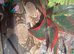 boa constrictor