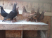 pigeons english barbs