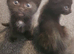 4 gorgeous bombay kittens