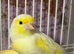Dimorphic canaries