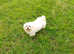 Quality stud stunning Korean Maltese very small teddy face