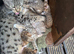 Savannah Kittens F6