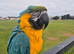 Blue & Gold Macaw