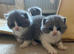 British Shorthair Kittens for sale