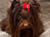 Chocolate Yorkshire Terrier STUD only