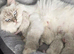 3 stunning ragdoll kittens left