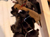 Whippet Puppies