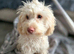 Female cockapoo