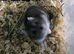 Hamster